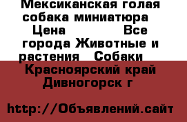 Мексиканская голая собака миниатюра › Цена ­ 53 000 - Все города Животные и растения » Собаки   . Красноярский край,Дивногорск г.